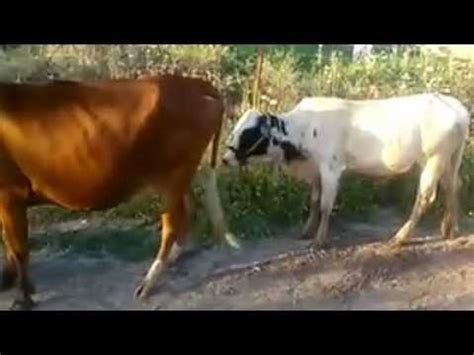 xnxx cow|'cow' Search .